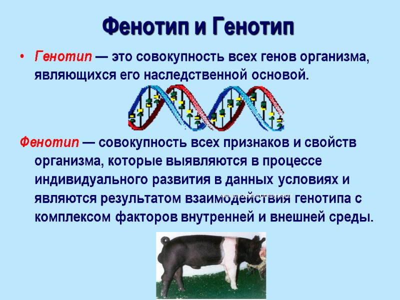 Фенотип и Генотип Генотип — это совокупность всех генов организма, являющихся его наследственной основой.